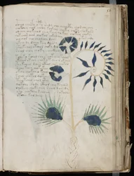 Den här sidan i Voynich -manuskriptet kan möjligen visa en av de äldsta illustrationerna av en Drosera.