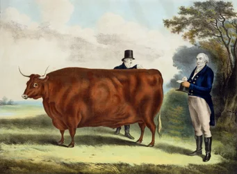 Porträtt av Mr T.W. Cola Esq. och kontorist Hilliard Esq. med en North Devon Ox (färggravyr)
