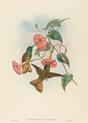 Helianthea osculans (stjärnpanna med gulbrun stjärt)