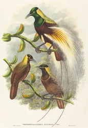 Trichoparadisea William