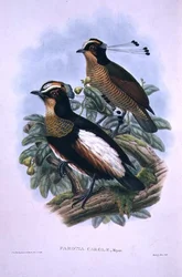 Drottning Carolas sextrådiga paradisfågel (litho i färg)