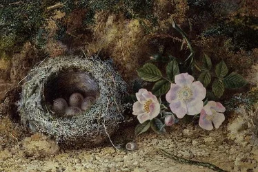 Fågelbo och briarrosor