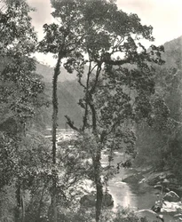 Utsikt över floden Kelani, Kurunegala, Ceylon, 1895.