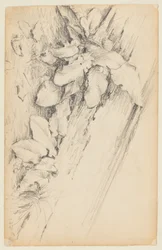 Studie av växter och ruttna trädstam, 155th Street