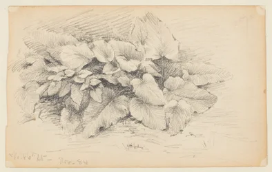 Studie av en växt, West 86th Street