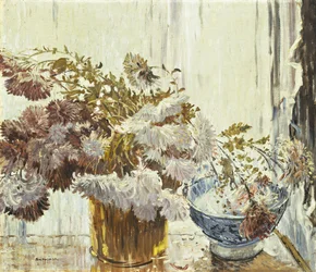 Krysantemum