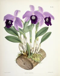 Laelia Dayana, ca 1882-1897