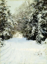 Snöbelastade träd