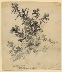 Naturstudie