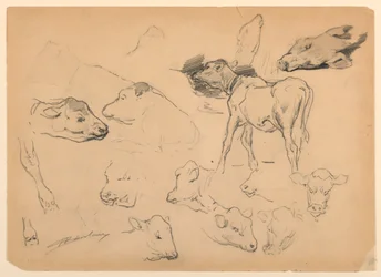 Studier av nötkreatur, fårhuvuden och ett svin