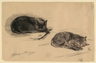 Studie av katter