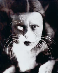 Katten och jag