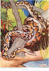 Jättepython, illustration från "The New Natural History" av John Arthur Thompson (1861-1933), utgiven av G.P. Putnam