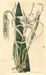Araignee lilja, havsnarciss, havslilja - Strandspindelblomma, Hymenocallis littoralis (Fan-leaved pancratium, Pancratium distichum). Handkolorerad botanisk gravyr av Weddell från John Sims Curtis