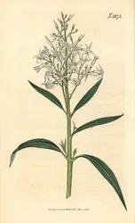 Blå amsonia – Amsonia tabernaemontana var. salicifolia (videbladig amsonia, Amsonia salicifolia). Handkolorerad botanisk gravyr av Weddell från John Sims Curtis