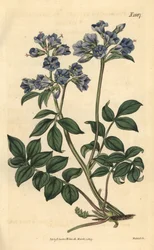 Krypande polemoine - Krypande grekisk valeriana, Polemonium reptans. Handkolorerad botanisk gravyr av Weddell från John Sims Curtis