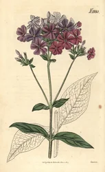 Korsbladig flox eller lychnidea, Phlox acuminata. Handkolorerad botanisk gravyr av Weddell från John Sims Curtis