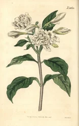 Neros krona – Pinwheel flower, Tabernaemontana divaricata (bredbladig rosbuske, Nerium coronarium). Handkolorerad botanisk gravyr av Weddell från John Sims Curtis