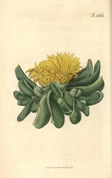 Ficoide - Deprimerad tunga fikon-ringblomma, Mesembryanthemum depressum. Handkolorerad botanisk gravyr av Weddell från John Sims Curtis Botanical Magazine, Couchman, London.