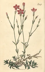 Fältnejlika – Fältrosa, Dianthus campestris. Handkolorerad botanisk gravyr av Weddell från John Sims Curtis