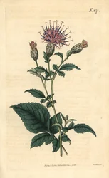 Fembladig sarrette - Klasea quinquefolia (fembladig sågört, Serratula quinquefolia). Handkolorerad botanisk gravyr av Weddell från John Sims Curtis