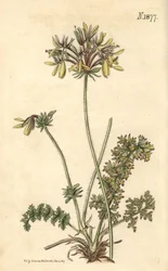 Florister Geranium - Gul fumitoryblommig storknäbb, Pelargonium rapaceum var. luteum. Handkolorerad botanisk gravyr av Weddell från John Sims Curtis