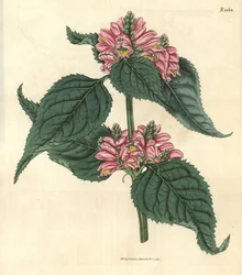 Galane de Lyon – Lyons chelone, Chelone lyonii (Chelone major). Handkolorerad botanisk gravyr av Weddell från John Sims Curtis