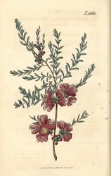 Melaleuca med timjanblad – timjanbladig melaleuca, Melaleuca thymifolia. Handkolorerad botanisk gravyr av Weddell från John Sims Curtis