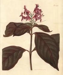 Jungfruns mjölk - Karikatyrväxt, Graptophyllum pictum (Blodådrad justicia, Justicia picta lurido-sanguinea). Handkolorerad botanisk gravyr av Weddell från John Sims Curtis