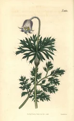 Blekblommig ängspasque, Anemone pratensis obsoleta. Handkolorerad botanisk gravyr av Weddell från John Sims Curtis