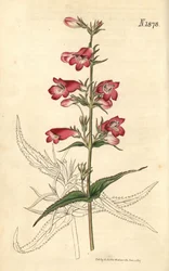 Campanulate penstemon, blomma