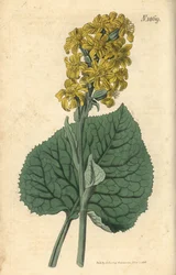 Sibirisk ligularia – Ligularia sibirica (sibirisk cineraria, Cineraria sibirica). Handkolorerad botanisk gravyr av Weddell från John Sims Curtis