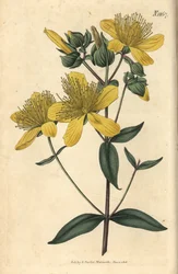Johannesört - Olympisk johannesört, Hypericum olympicum (Bredbladig olympisk johannesört, Hypericum olympicum latifolium). Handkolorerad botanisk gravyr av Weddell från John Sims Curtis