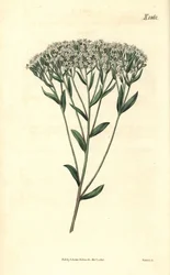 Stevia - Hyssopbladig stevia, Stevia eupatoria (Stevia hyssopifolia). Handkolorerad botanisk gravyr av Weddell från John Sims Curtis