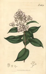 Syzygium smithii (rundfruktig eugenia, Eugenia elliptica). Handkolorerad botanisk gravyr av Weddell från John Sims Curtis