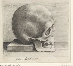 Anatomisk studie av en skalle
