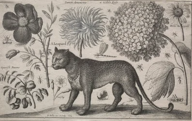 Djur och växter: Leopard med växter och insekter, 1662.