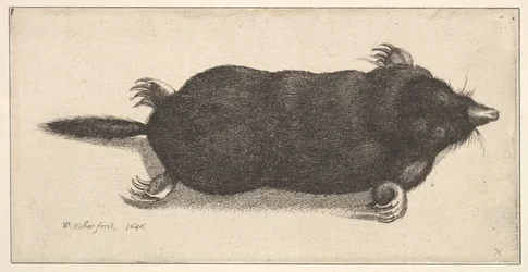 Död mullvad, 1646.
