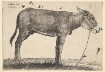 Åsnan, 1649.