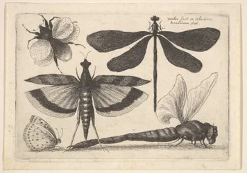 Sländor och en humla, 1646.