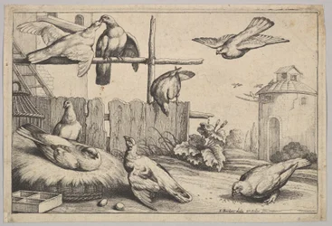 Åtta duvor, 1625-77.