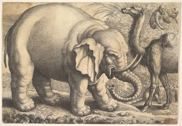 Elefant och kamel, 1600-talet.