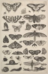 Fyrtioen insekter, inklusive nattfjärilar och fjärilar, 1625-77.