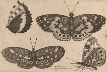 Fyra fjärilar, 1646.