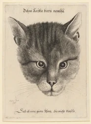 Kattens huvud, mellanstorlek