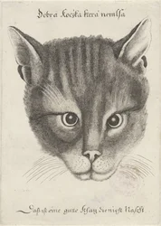 Huvud av en katt