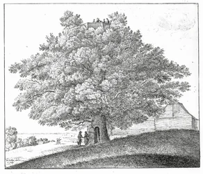 Hollow Tree i Hampstead, 1663