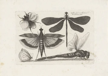 Sländor, fjäril och en humla Insekter (serietitel) Muscarum Scarabeorum (serietitel)