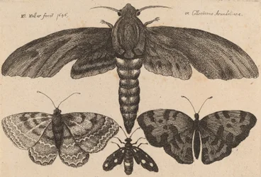 Mal och tre fjärilar, 1646.