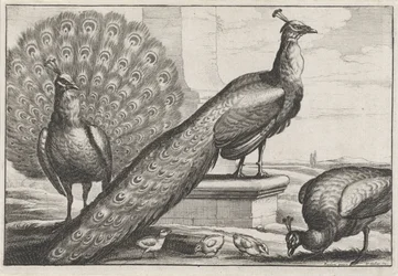 Påfåglar. Diversae avium species (serietitel)